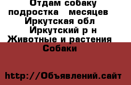 Отдам собаку подростка 8 месяцев. - Иркутская обл., Иркутский р-н Животные и растения » Собаки   